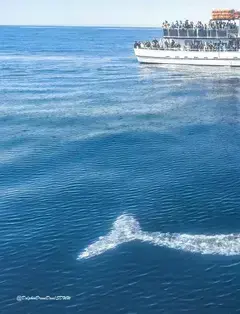 San Diego Whale Watch