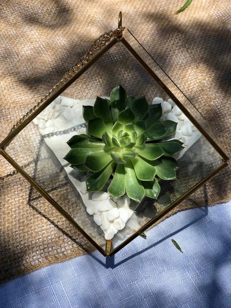 The Succulent Scene image