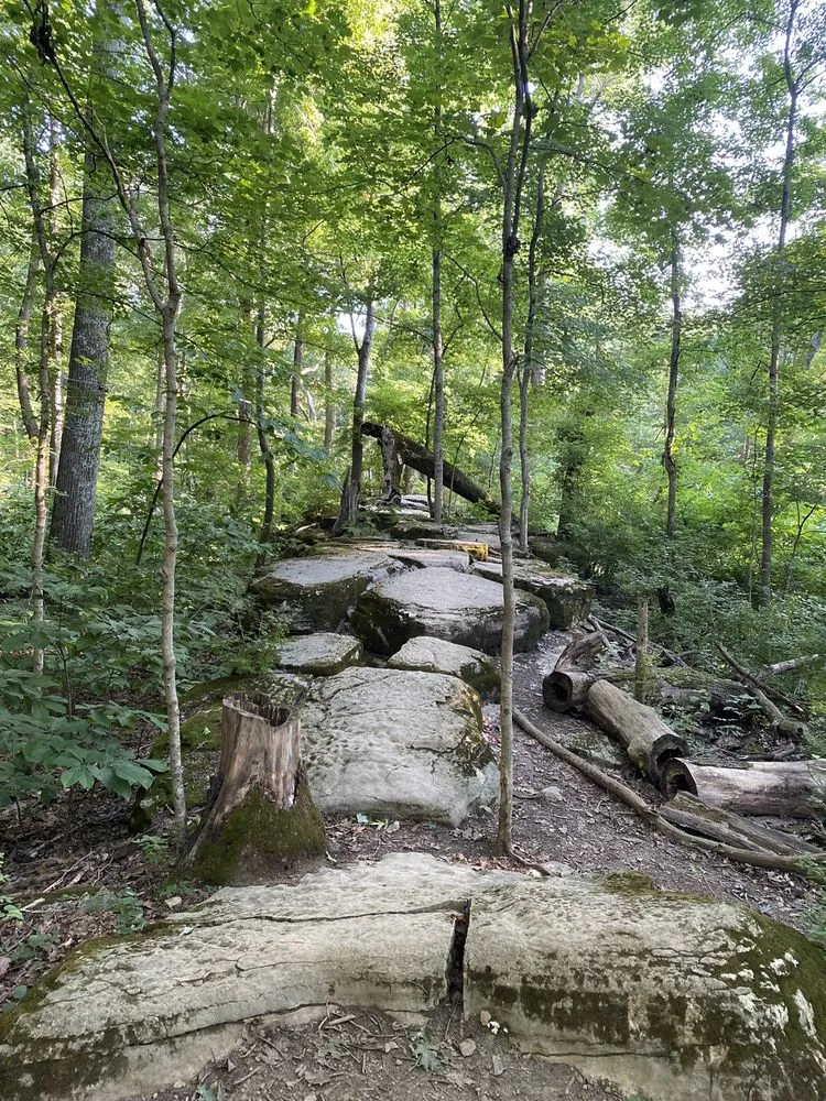 Adventureworks Zipline Forest at Fontanel image