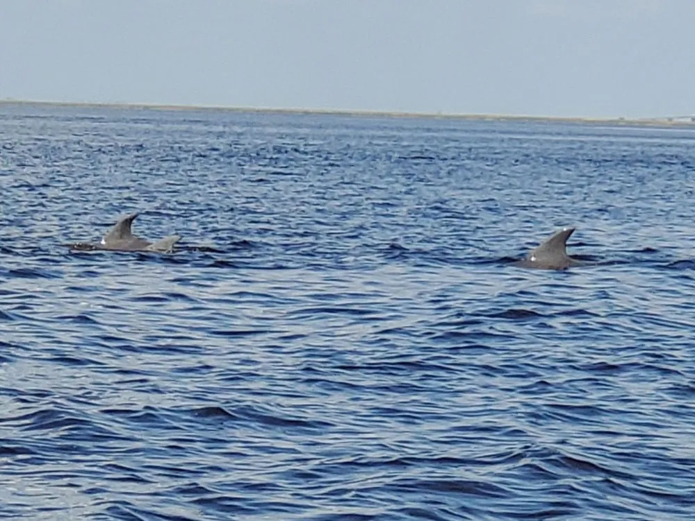 Jekyll Island Boat Tours image
