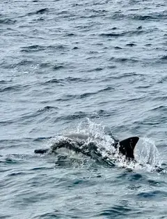 Capt Dave's Dana Point Dolphin & Whale Watching Safari