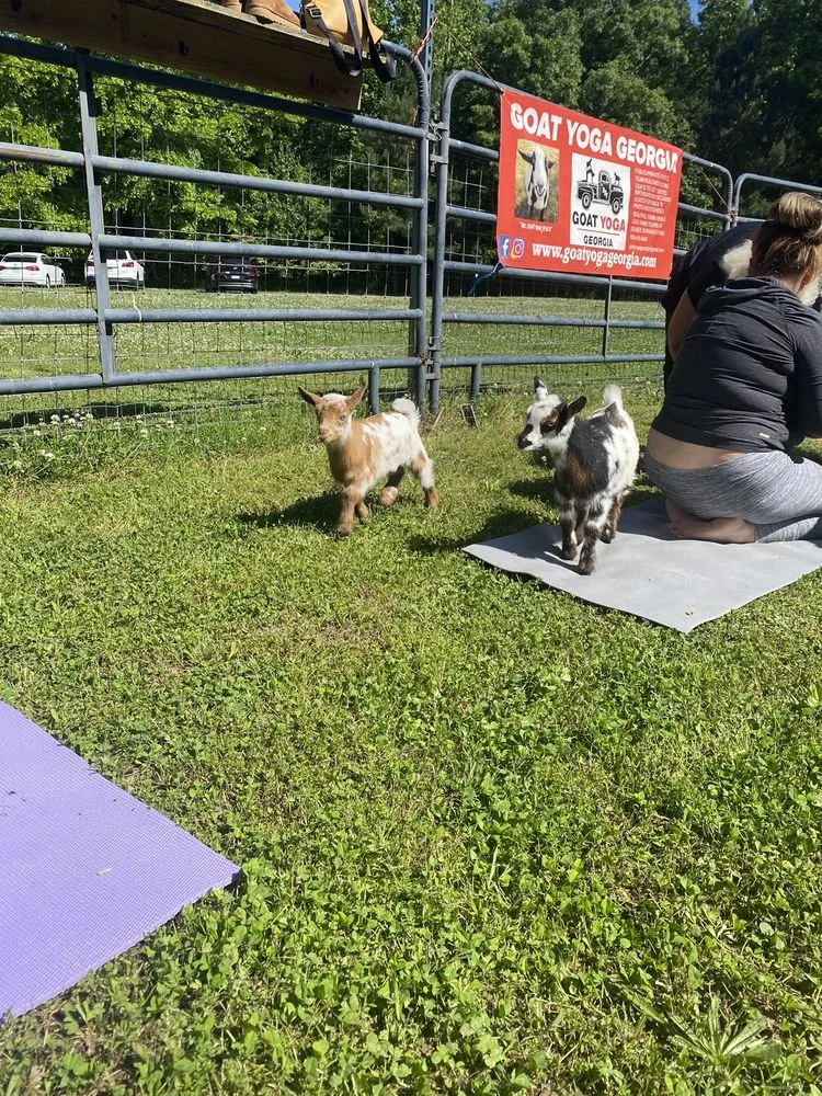 Goat Yoga Georgia image