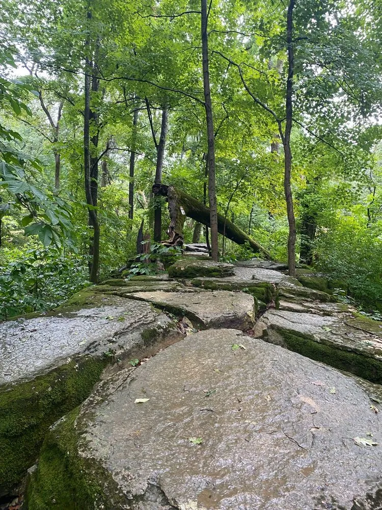 Adventureworks Zipline Forest at Fontanel image