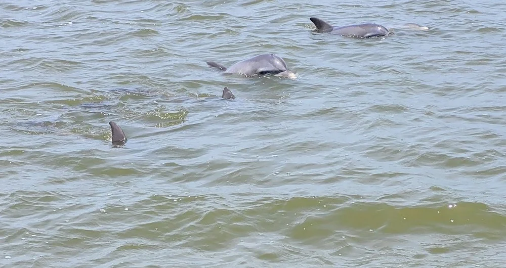 Jekyll Island Boat Tours image