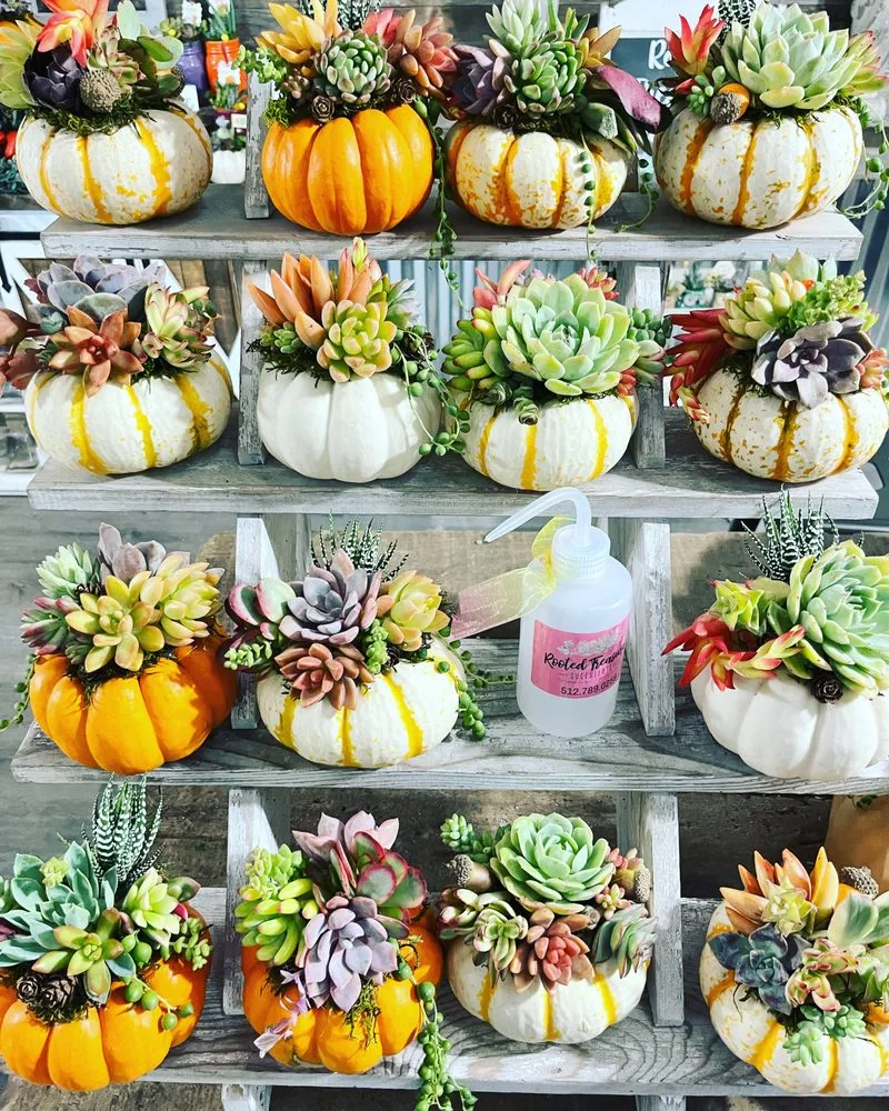 Rooted Treasures Succulents image
