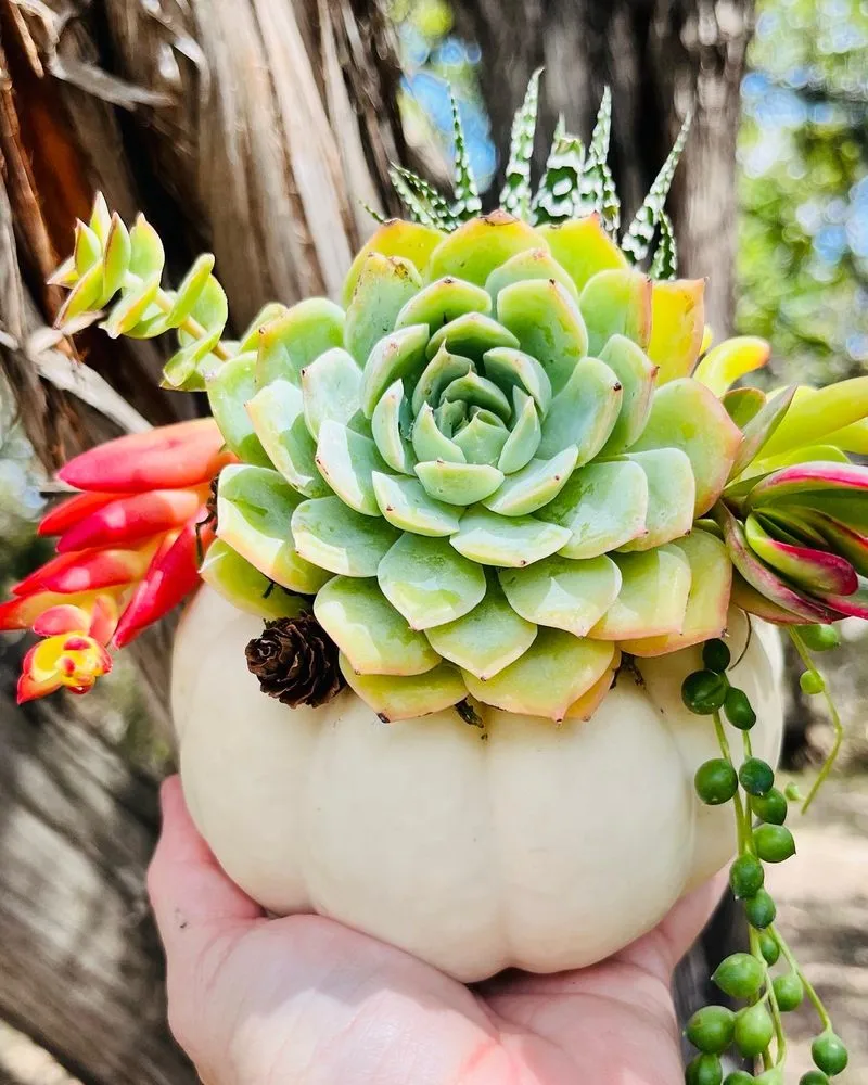 Rooted Treasures Succulents image