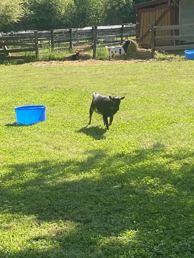 Goat Yoga Georgia image