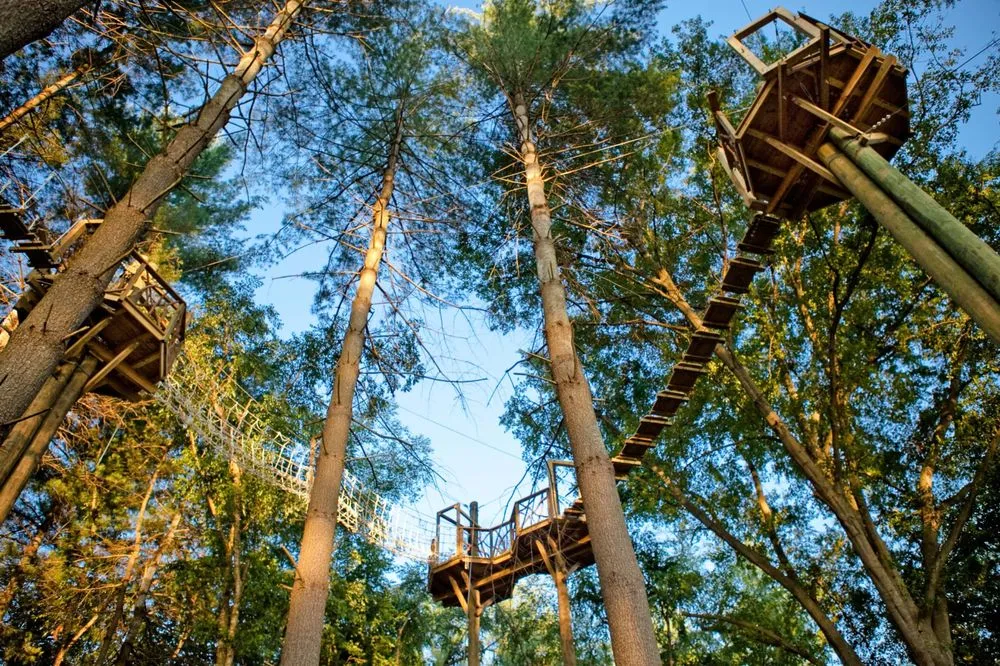 Beanstalk Zip Lines image
