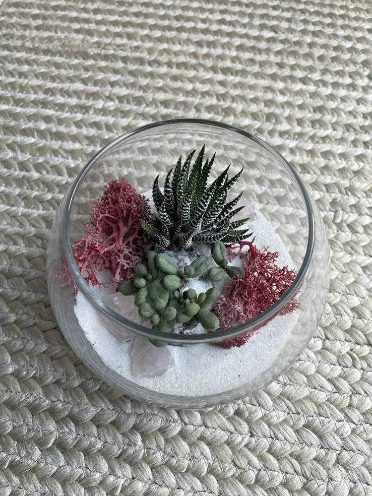 The Succulent Scene image