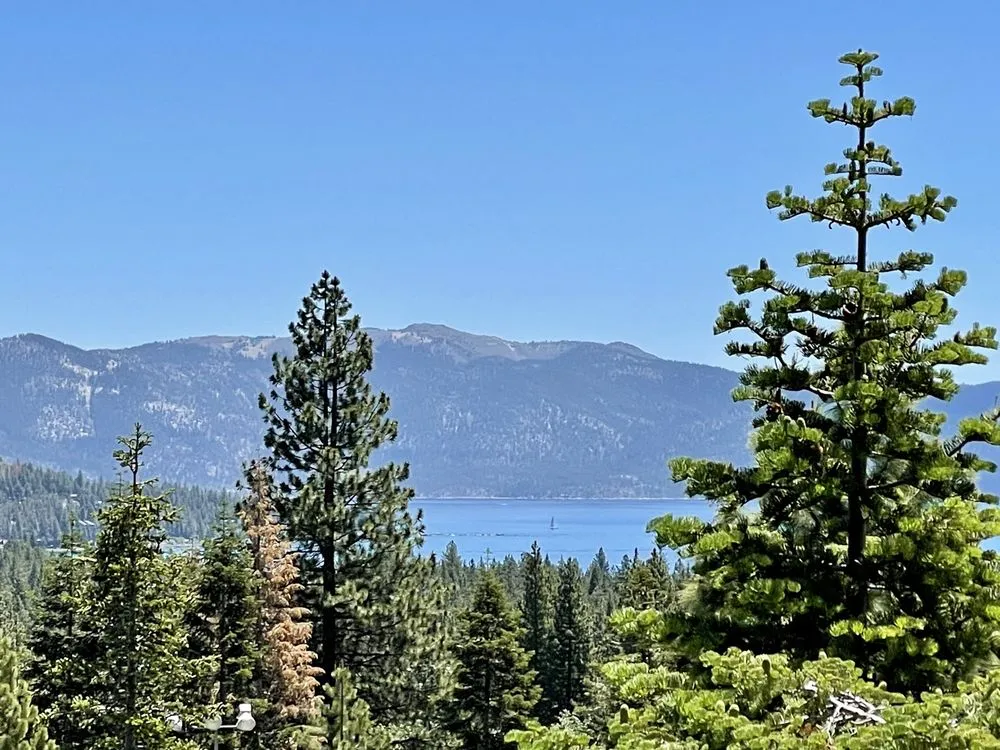 Tahoe Vista Treetop Adventure Park image