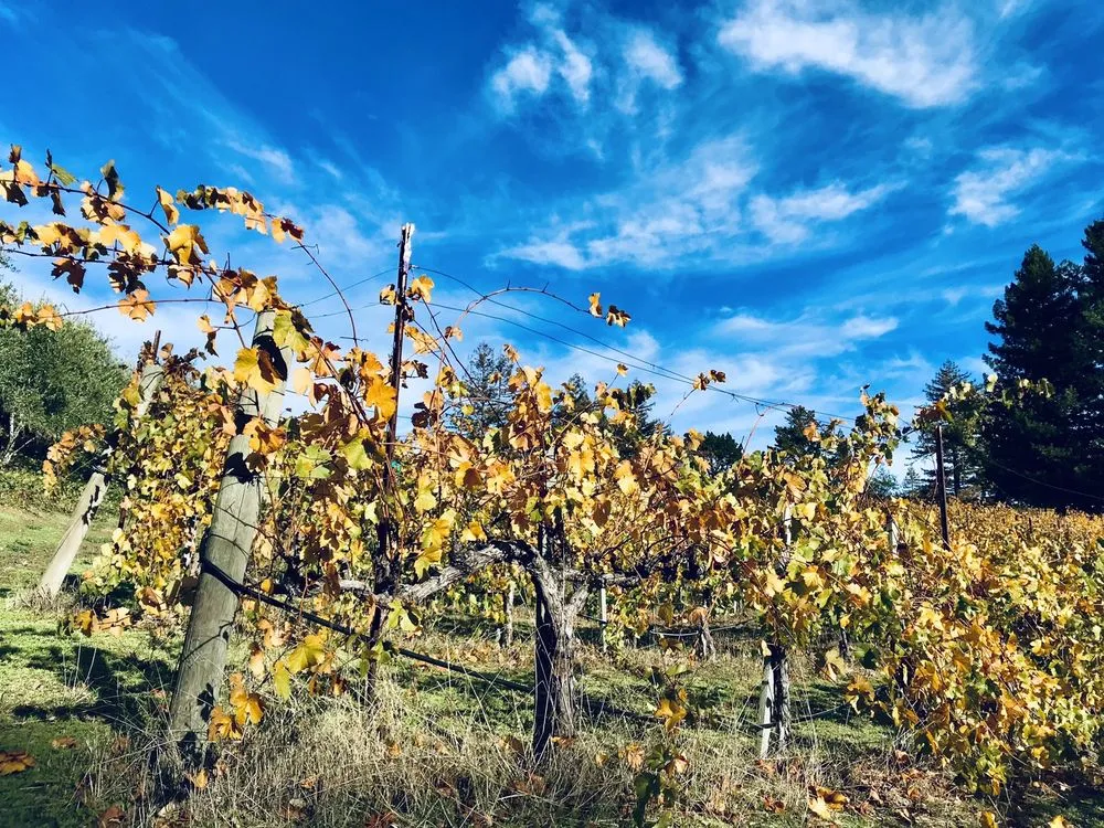 Byington Vineyard & Winery logo