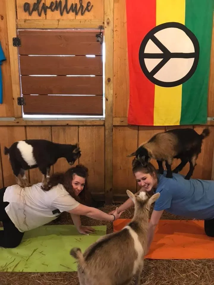 Goat Yoga Georgia image