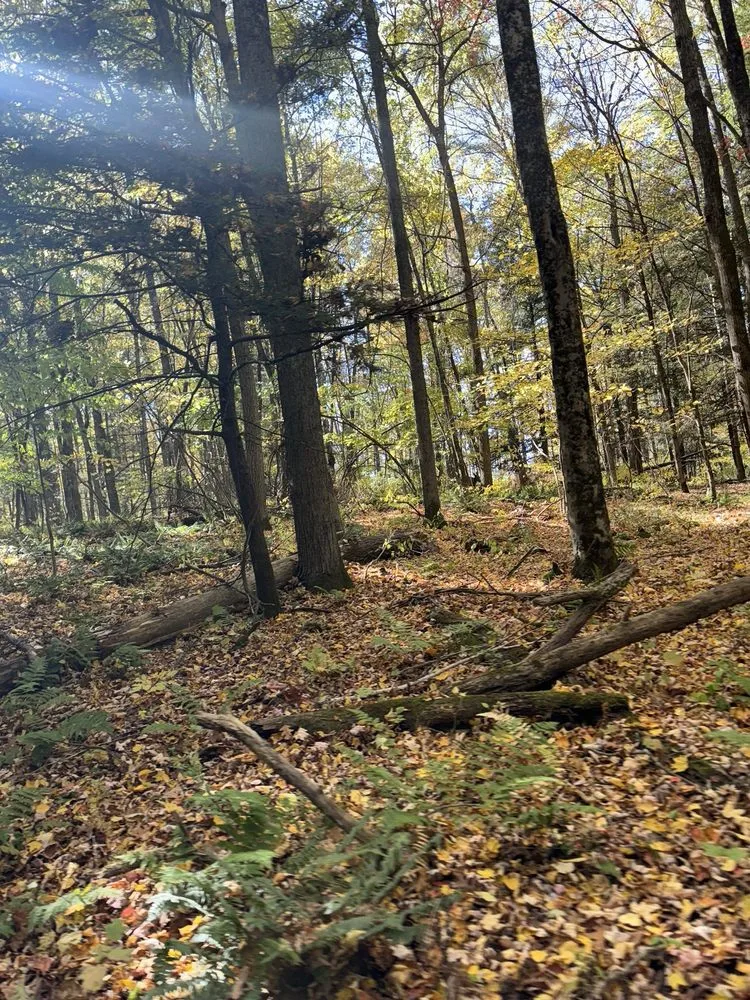 Backyard Adventure UTV Tour image