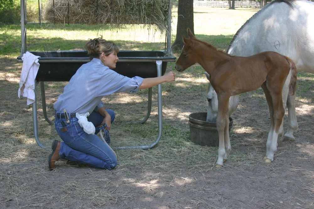 Sugarfoot Jog Ranch image