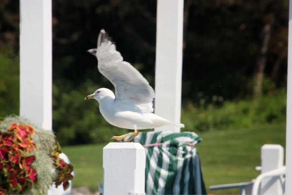 Lake Geneva Cruise Line image