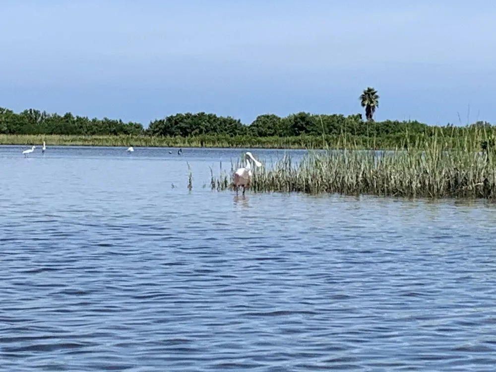 Get Up And Go Kayaking - Tampa Bay logo