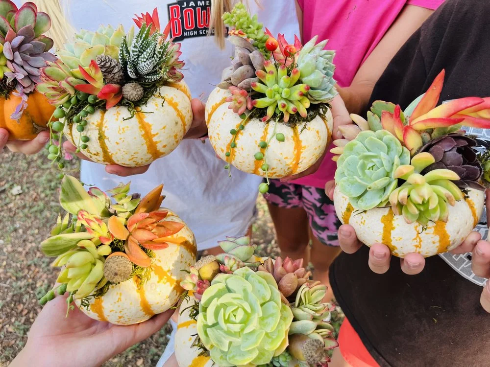 Rooted Treasures Succulents image