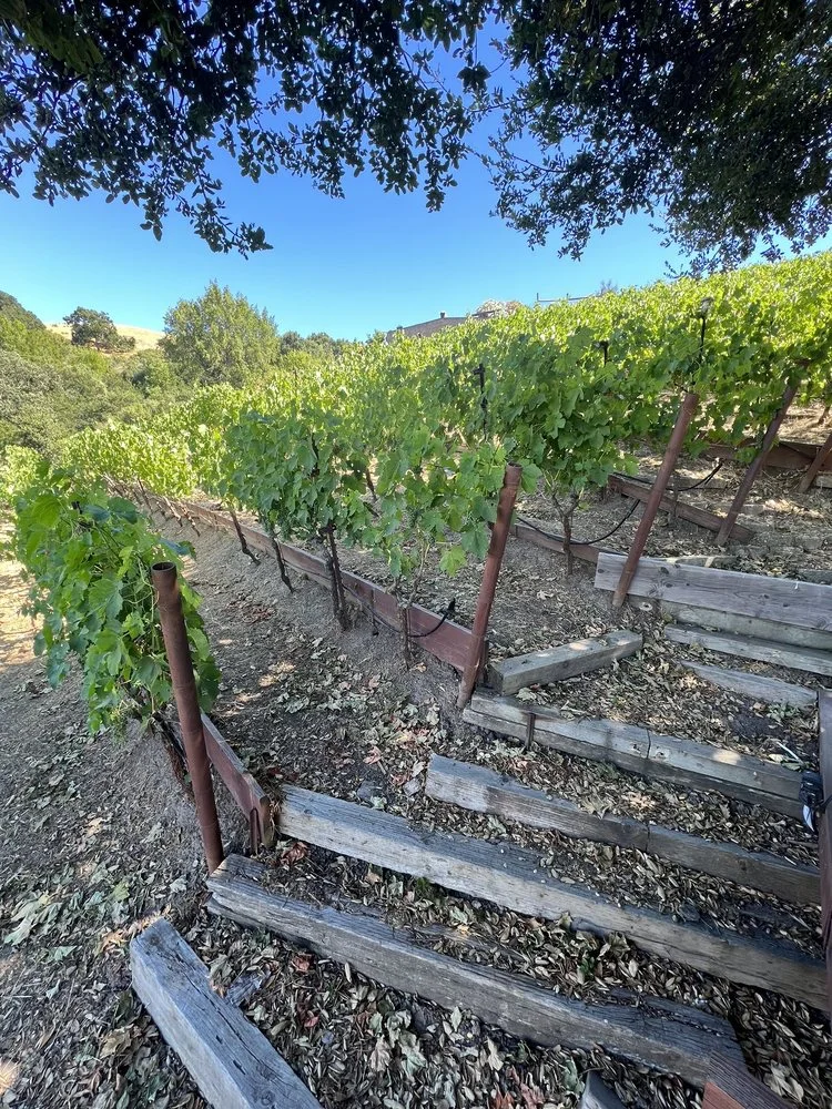 Captain Vineyards image
