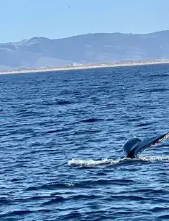 Chris' Fishing and Whale Watching