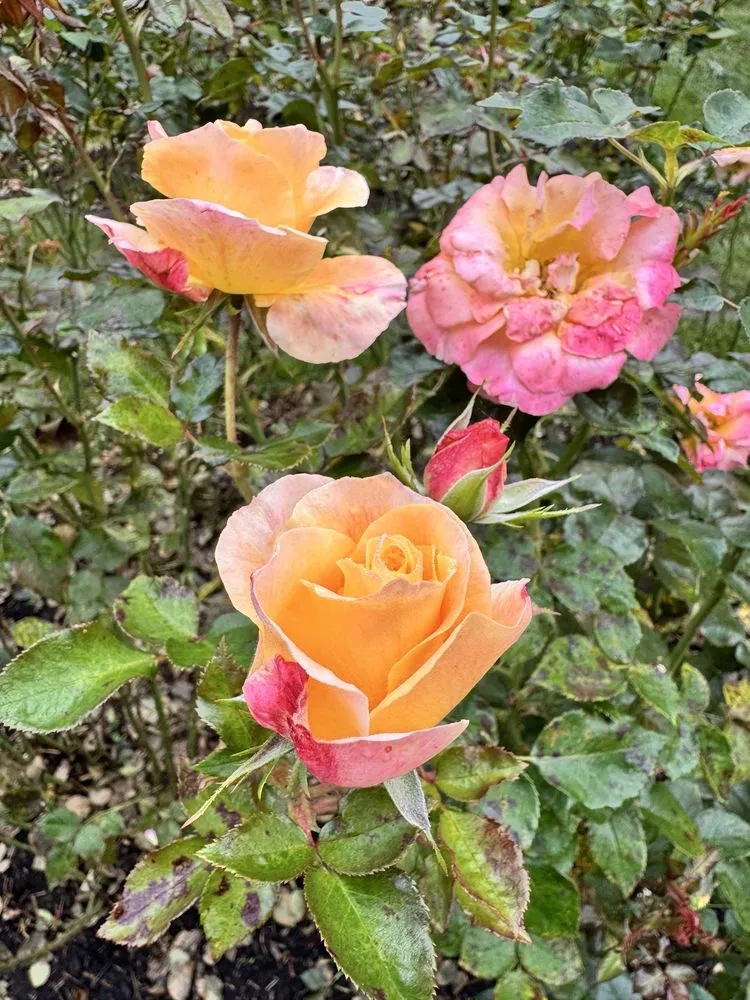 First Nature Tours image