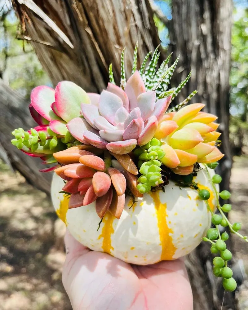 Rooted Treasures Succulents image
