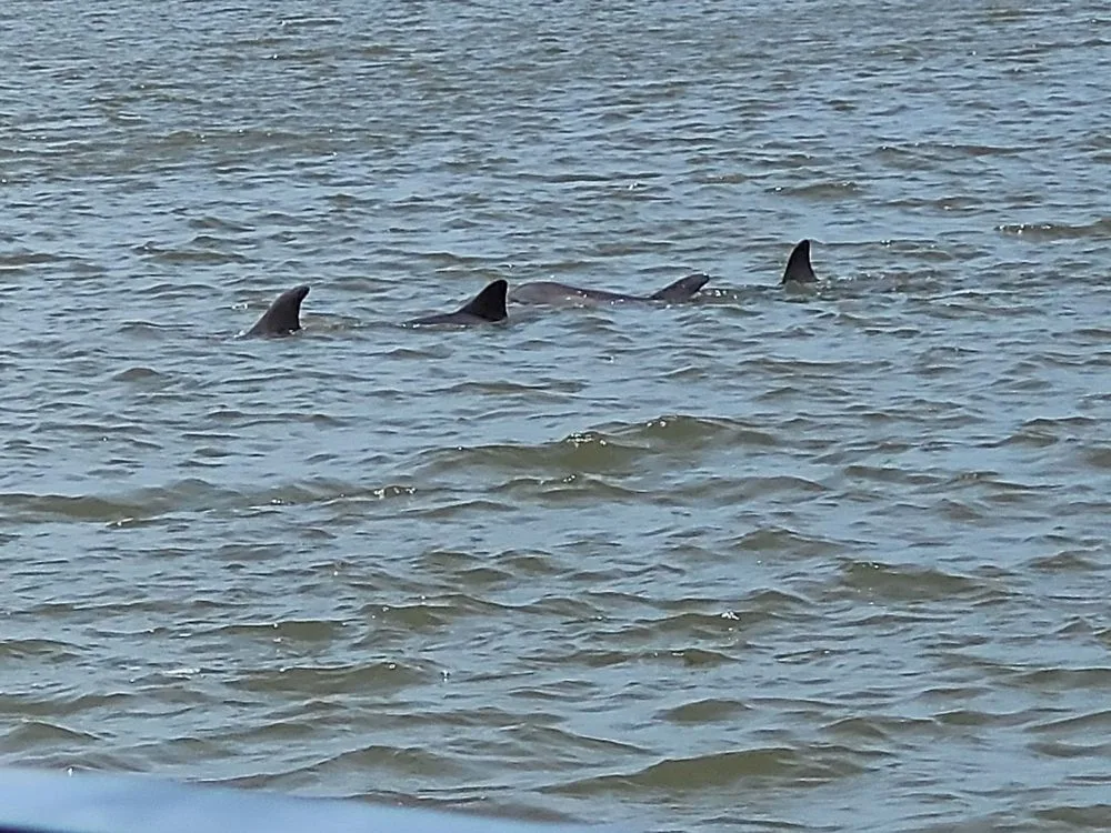 Jekyll Island Boat Tours image
