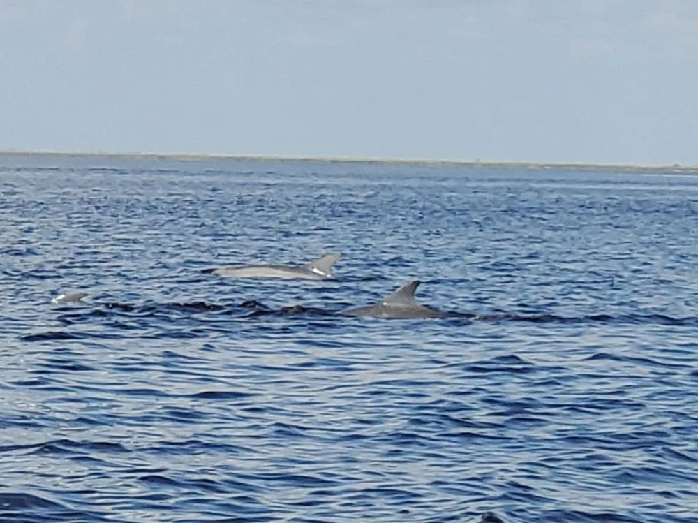 Jekyll Island Boat Tours image