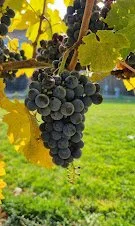 Grape and Wine Tours image