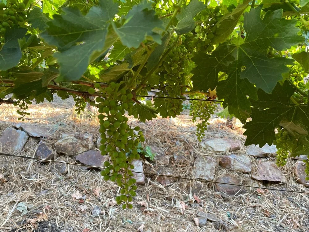 Captain Vineyards image